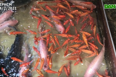 Tiểu thương bán cá chép "than trời" vì dịch Covid-19.