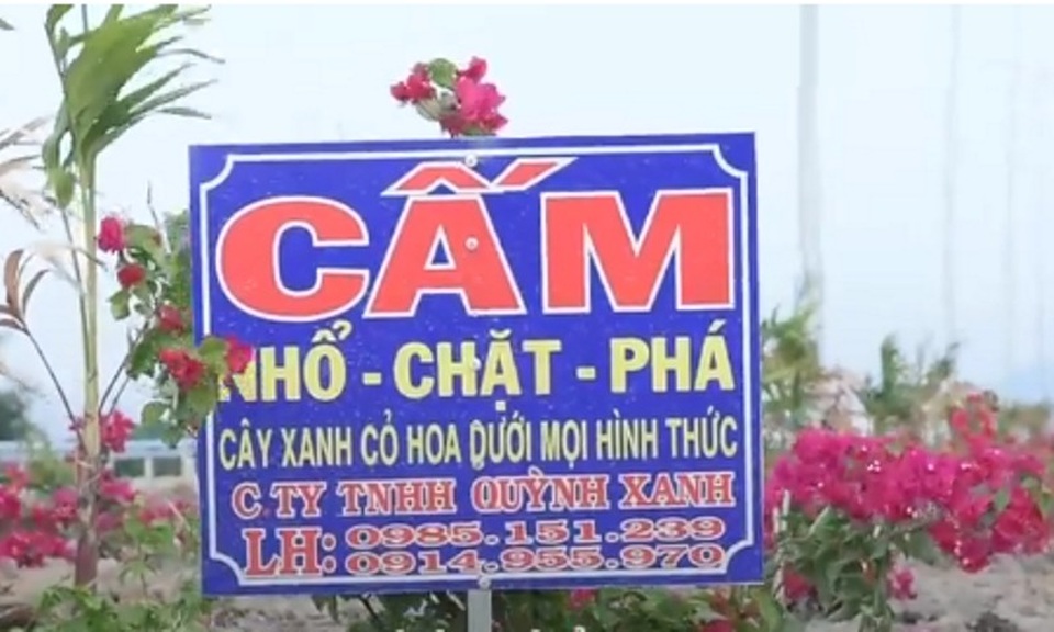 Hàng nghìn gốc hoa giấy trên quốc lộ 4.400 tỷ bị nhổ trộm - 5 Hàng nghìn gốc hoa giấy trên quốc lộ 4.400 tỷ bị nhổ trộm - 5