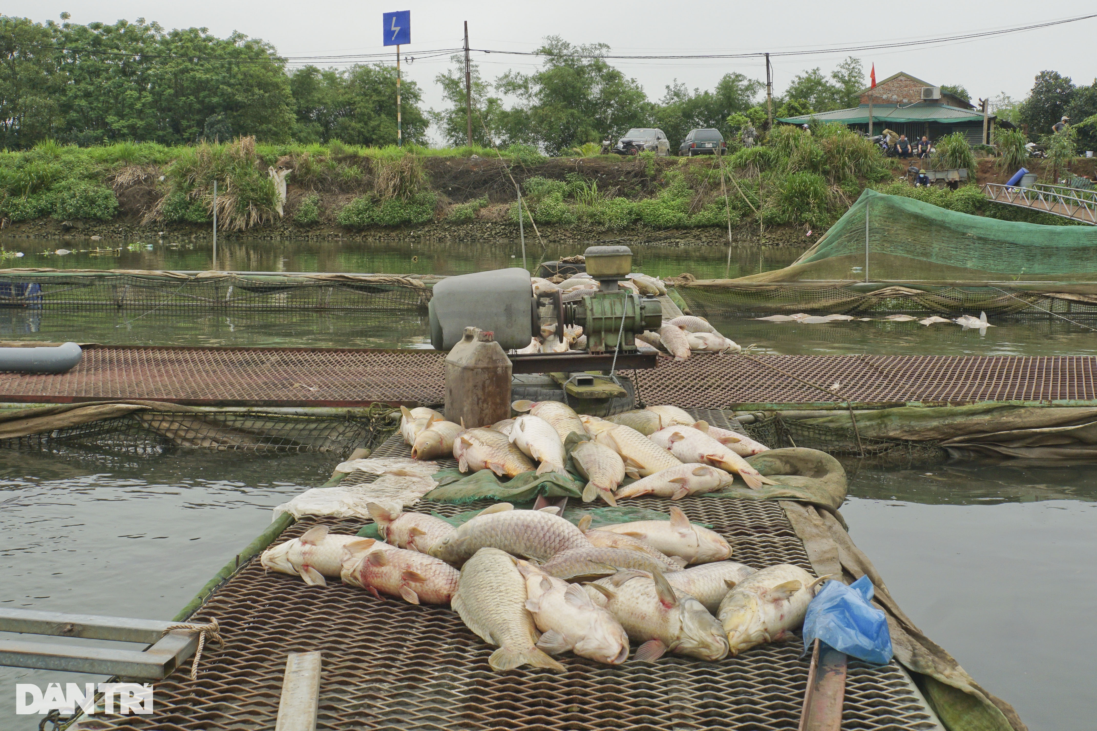 Hàng trăm tấn cá chết ở Hải Dương: Thất thần bên những lồng cá - 2