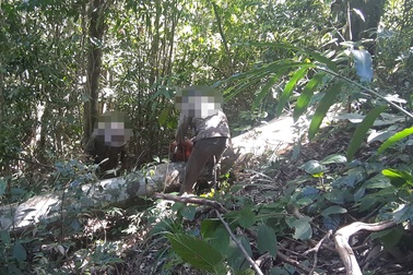 Chỉ đạo "nóng" vụ đoàn xe độ chế rầm rập "hút máu" rừng xanh Tây Nguyên