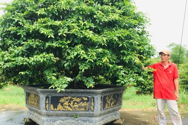 Từ 4 cây mai trồng vì đam mê, anh nông dân thu 5 tỷ đồng/năm