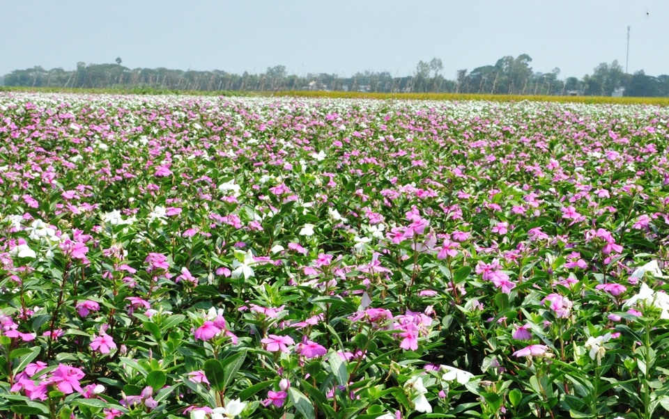 Ngất ngây với cánh đồng hoa dừa cạn ở An Giang - 1 Ngất ngây với cánh đồng hoa dừa cạn ở An Giang - 1