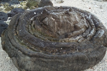 Kỳ thú "hoa" san hô hóa thạch 6.000 năm tuổi