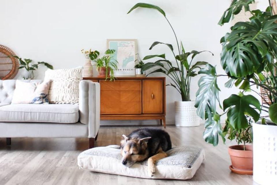 Lạ mắt với ngôi nhà trồng hơn 100 loại cây xanh, ai nhìn cũng mê mẩn - 10 Lạ mắt với ngôi nhà trồng hơn 100 loại cây xanh, ai nhìn cũng mê mẩn - 10