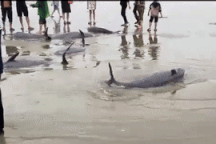 Đàn cá heo 19 con mắc lưới, ngư dân kéo về bờ bán 5 con