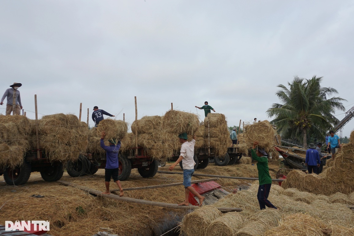 Chợ rơm lớn nhất miền Tây nhộn nhịp ngày áp tết - 1 Chợ rơm lớn nhất miền Tây nhộn nhịp ngày áp tết - 1