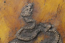 Phát hiện hóa thạch trăn cổ nhất thế giới ở châu Âu