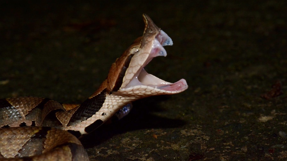 Loài rắn lục có răng nanh dài và độc nhất được phân bố tại Việt Nam