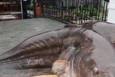 Choáng với cặp cá leo “khủng” nặng hơn 1 tạ xuất hiện ở Bắc Ninh