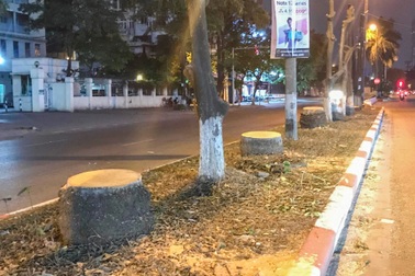 Hà Nội: Loạt cây cau vua cổ thụ trên đường Kim Đồng bị đốn hạ trong đêm