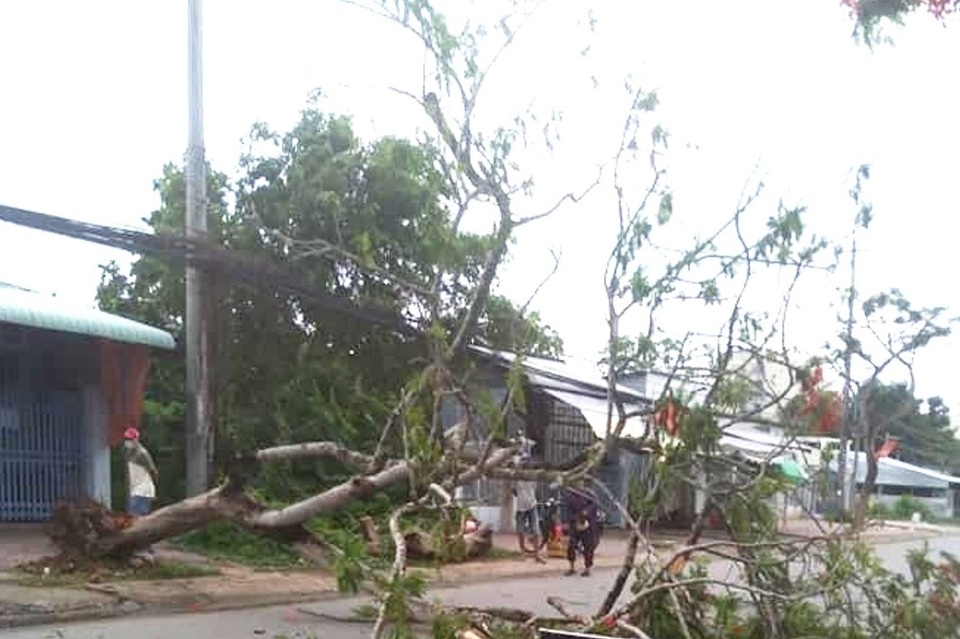 Tuyến đường có cây phượng vĩ đổ đè chết người, nay lại có cây bị đổ - 1 Tuyến đường có cây phượng vĩ đổ đè chết người, nay lại có cây bị đổ - 1