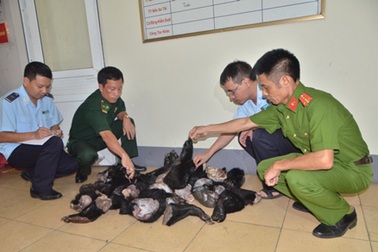 Đối tượng vận chuyển chân tay gấu đối mặt với án phạt 6 năm tù