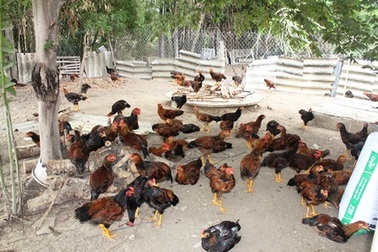 Thu hàng trăm triệu mỗi năm nhờ nuôi gà “chạy bộ”