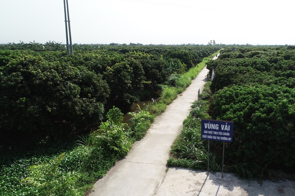 Cận cảnh quy trình ướp lạnh, khử nấm vải thiều tại miệt vườn xứ Đông - 1 Cận cảnh quy trình ướp lạnh, khử nấm vải thiều tại miệt vườn xứ Đông - 1