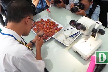 Khám phá khu chiếu xạ đưa quả vải thiều sang thị trường ÚC