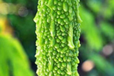 Mướp đắng và hai cách ăn giúp “trường thọ”