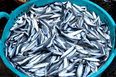 Loại cá giàu canxi gấp 25 lần cá hồi, giá rẻ bèo ở chợ Việt