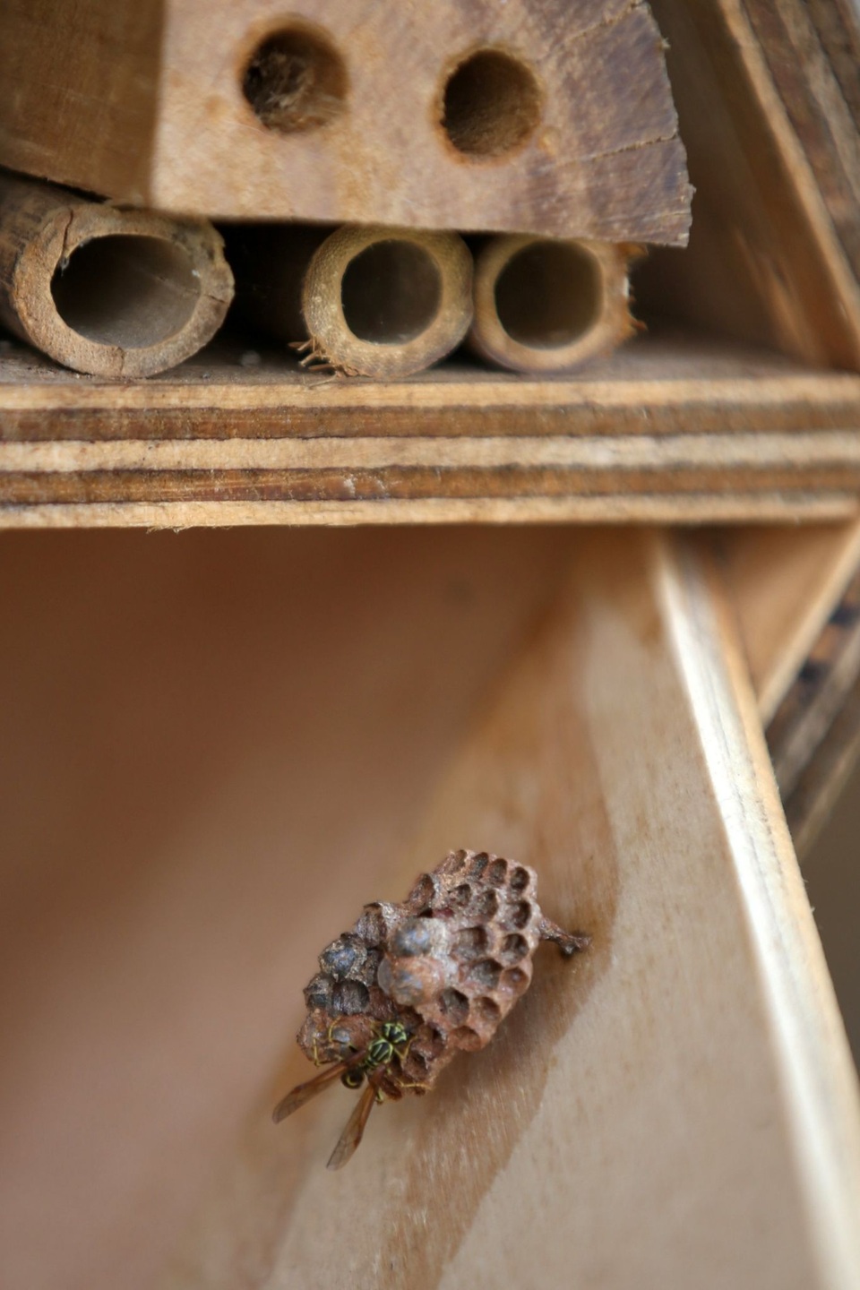 Cận cảnh khách sạn dành cho ong nghỉ ngơi sau những giờ thụ phấn vất vả - 3