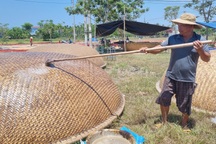 Thợ làm thuyền thúng chia sẻ công dụng không ngờ của phân bò