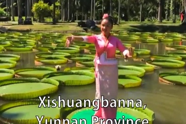 Nhảy múa trên hoa súng khổng lồ đường kính 3m, chịu trọng lượng lên tới 70 kg