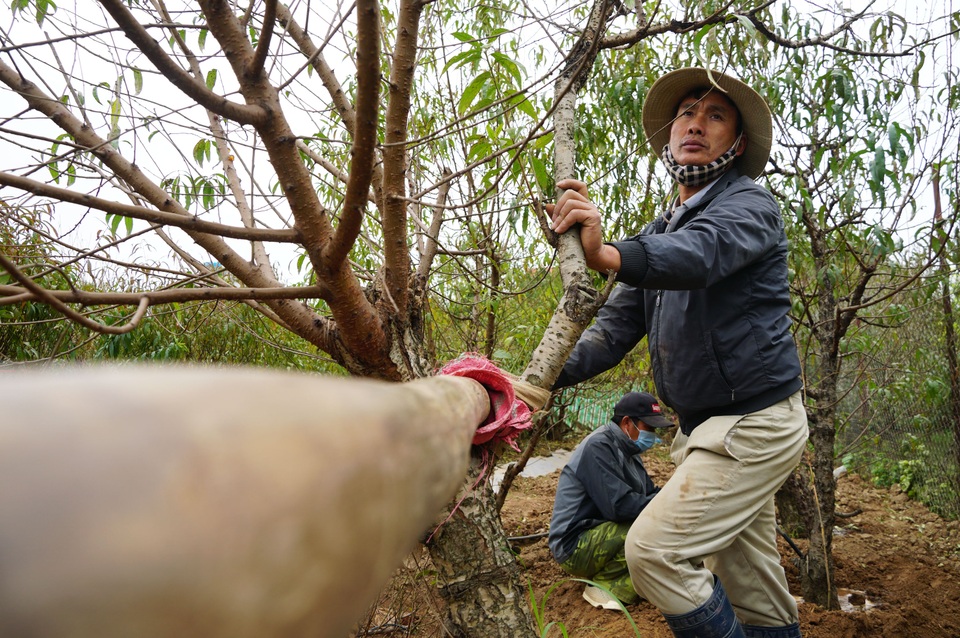 Đào Nhật Tân xuống phố sớm, người Hà Nội thích thú mua đào đón... Noel - 1 Đào Nhật Tân xuống phố sớm, người Hà Nội thích thú mua đào đón... Noel - 1