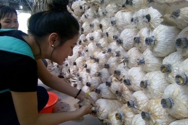 Người dân Sài thành rộ trào lưu trồng nấm sạch tại nhà