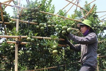 Thu tiền tỷ nhờ “ép” cam, quýt ra trái vụ