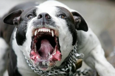 Vụ chó Pitbull cắn chết chủ: Người nuôi giống chó này cần thức tỉnh