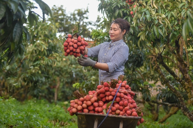Người dân “thủ phủ vải thiều” Lục Ngạn chong đèn thu hoạch vải - 20 Người dân “thủ phủ vải thiều” Lục Ngạn chong đèn thu hoạch vải - 20