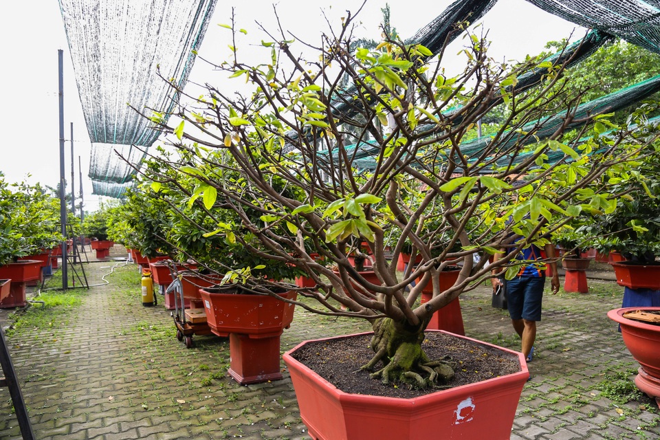 Gian nan nghề cho thuê mai chơi Tết trong dịch Covid-19 - 2 Gian nan nghề cho thuê mai chơi Tết trong dịch Covid-19 - 2
