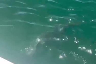 Cá mập săn mồi ngay cạnh thuyền của các ngư dân