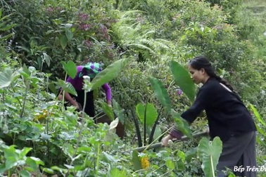 Cuộc sống bình yên, không cần đến tiền của cô gái Đắk Lắk “bỏ phố về rừng”