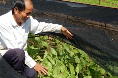 Khởi nghiệp trồng rau ở tuổi 50, bước đầu kỹ sư thu 15 triệu đồng/tháng