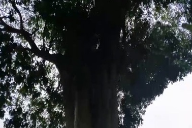 3 cây cổ thụ trên 300 tuổi trong khu lưu niệm Đại thi hào Nguyễn Du