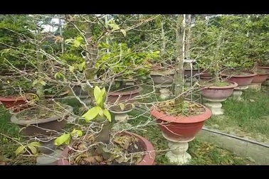 Thâm nhập những vườn mai “bạc tỷ” ở phố biển Nha Trang