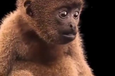 Cận cảnh vẻ đẹp của khỉ lông xù, loài khỉ đối diện nguy cơ bị tuyệt chủng