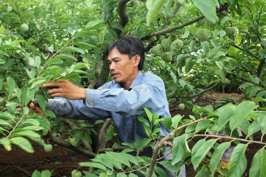 Làm giàu hiệu quả nhờ trồng na trên vùng đất cằn