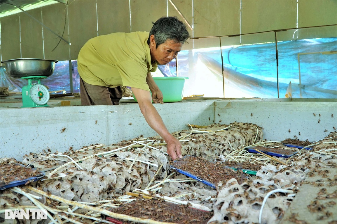 Chỉ 100.000 đồng mua dế giống, lão nông thu lãi hơn 20 triệu mỗi tháng - 1 Chỉ 100.000 đồng mua dế giống, lão nông thu lãi hơn 20 triệu mỗi tháng - 1