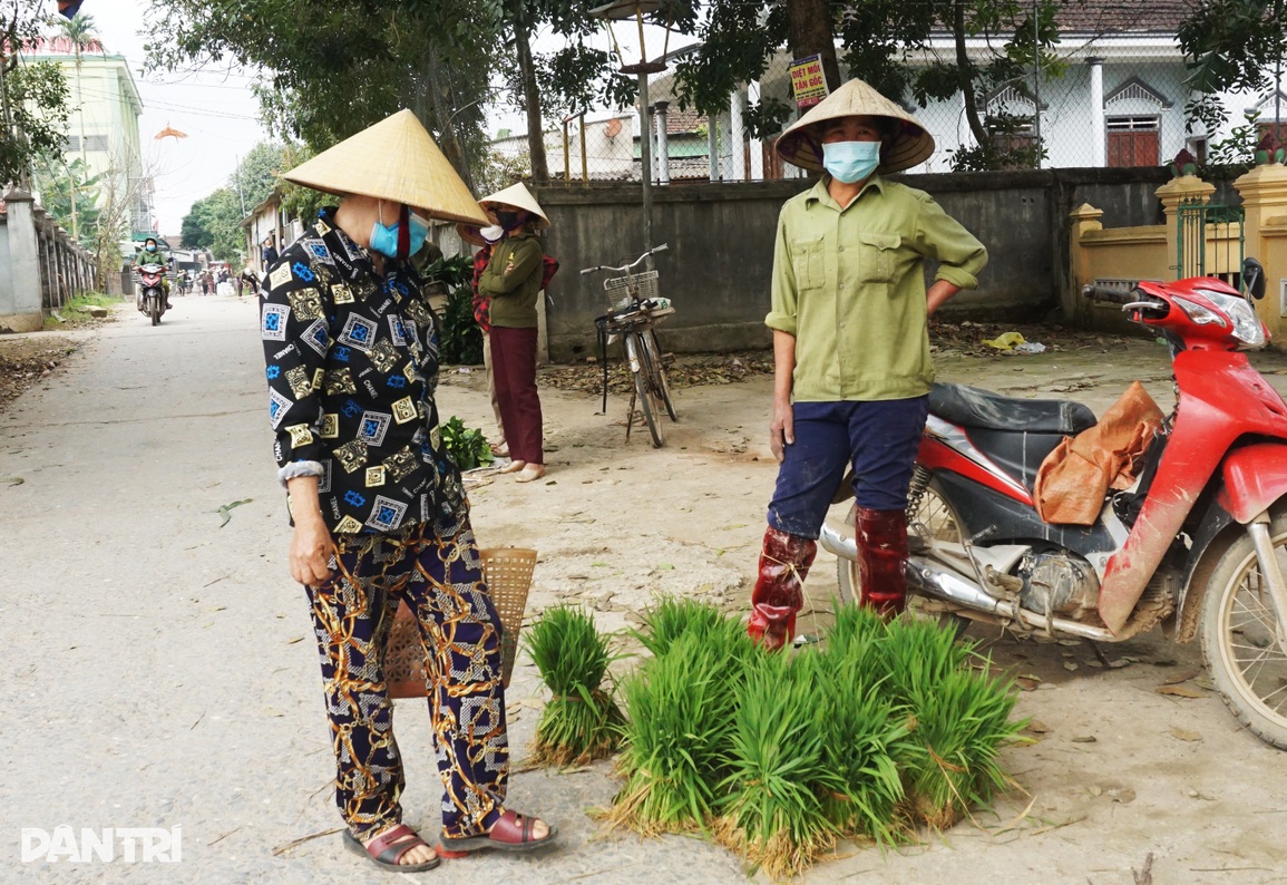 Nhổ lúa non bán như rau, nông dân bỏ túi cả trăm ngàn đồng mỗi ngày - 5 Nhổ lúa non bán như rau, nông dân bỏ túi cả trăm ngàn đồng mỗi ngày - 5