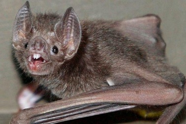 Ma cà rồng dơi chia sẻ với nhau lượng máu hút được để thiết lập mối quan hệ