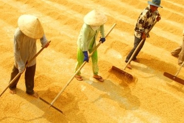 Bất thường: Trung Quốc dồn dập mua gạo Việt Nam