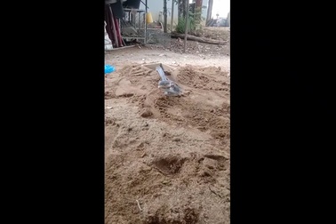 Tư thế tự vệ và đe dọa đáng sợ của rắn hổ ngựa