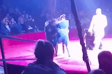 Gấu tấn công nghệ sĩ xiếc đang mang bầu