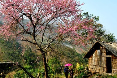 Hoa đào núi Tây Bắc khoe sắc hồng tuyệt đẹp trong nắng xuân