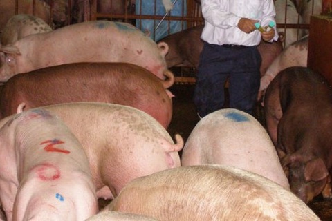 Heo được kiểm tra chất cấm như thế nào?