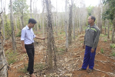 Khô hạn kéo dài, người dân mất trắng hàng trăm triệu do tiêu bị chết