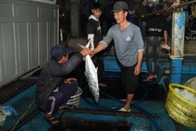 Chuyến cập bờ đầu năm toàn cá lớn, chủ tàu thu gần nửa tỷ đồng