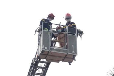 Người đàn ông tự gây thương tích rồi đòi nhảy lầu bệnh viện tự vẫn