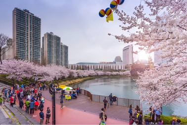 Thời điểm ngắm hoa anh đào ở Hàn Quốc