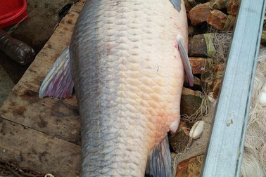 Bắt được cá trắm đen khủng nặng 61kg ở hồ Thác Bà